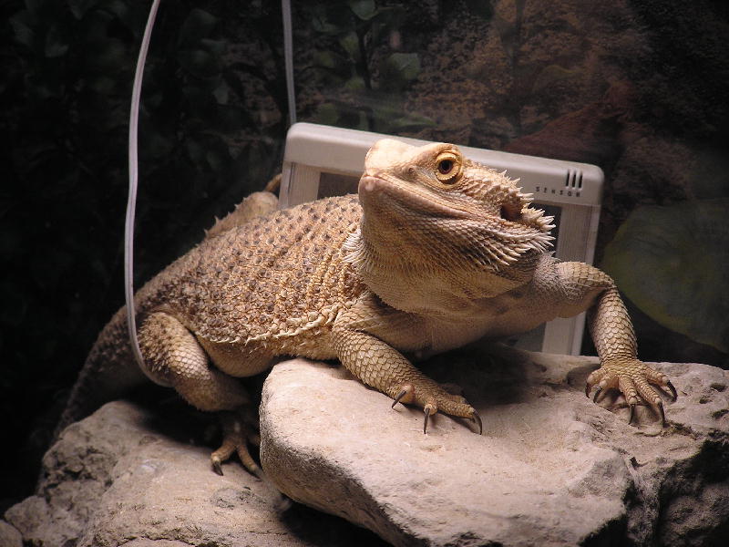 Fat Fiona