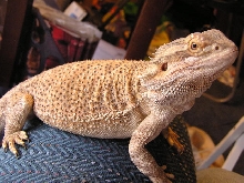 Fiona on my lap