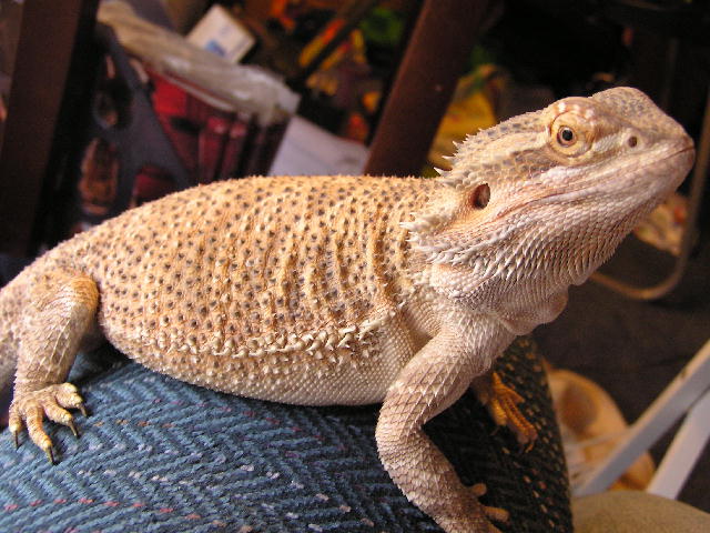 Fiona on my lap