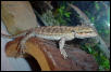 Fiona getting bigger