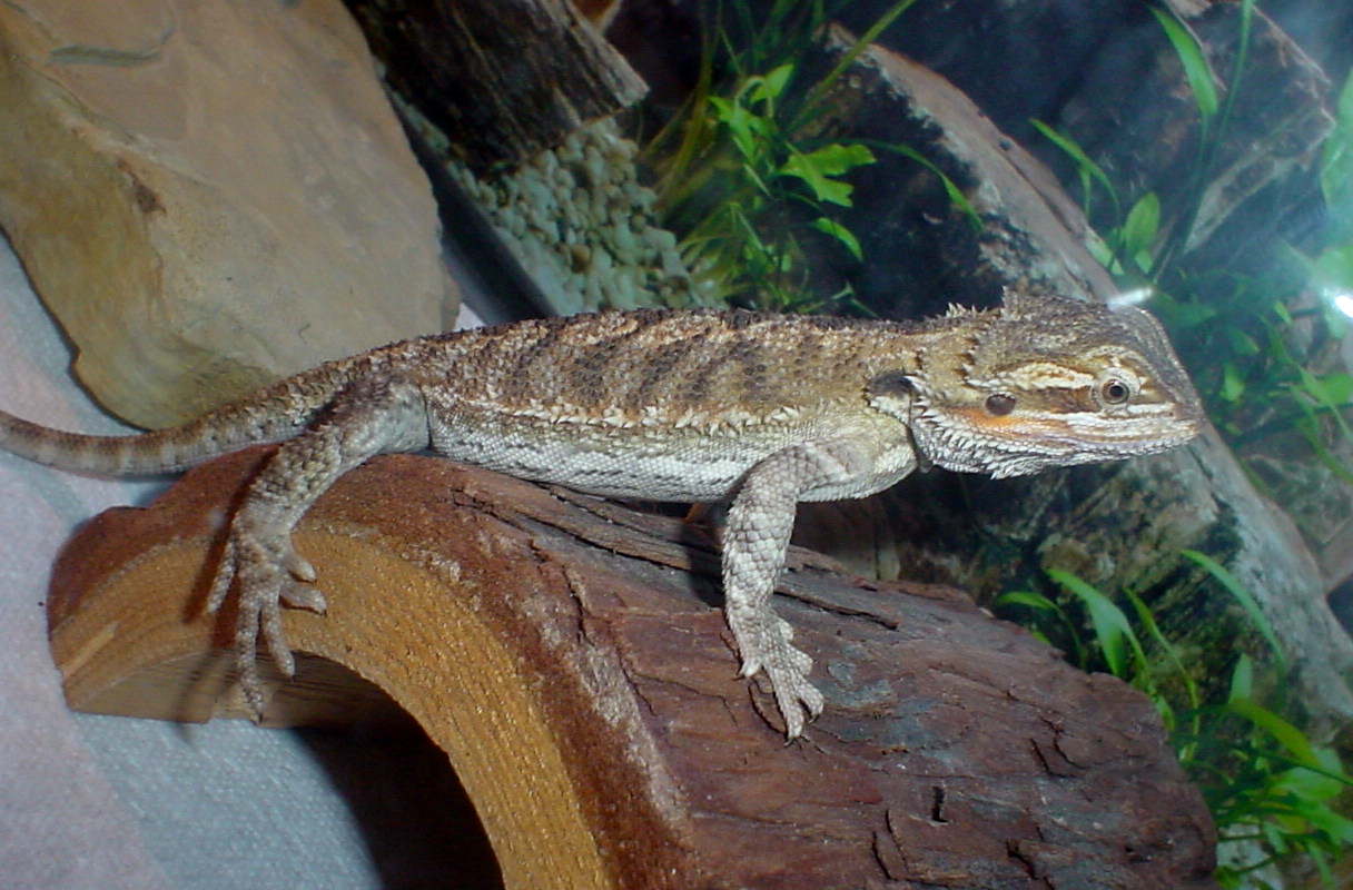 Fiona getting bigger