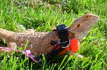 Fiona in the Spring