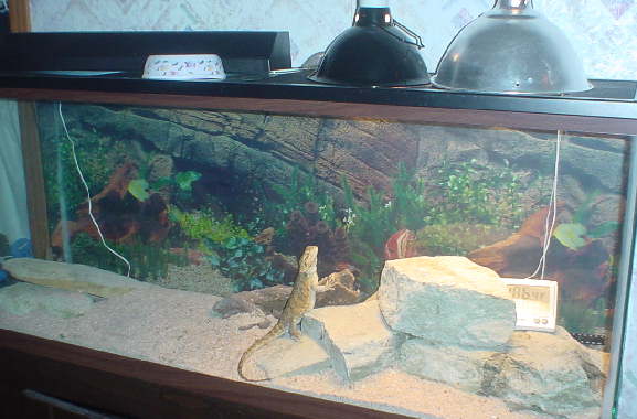 Princess Fiona Set up