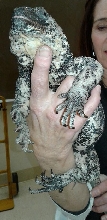 San Esteban Chuckwalla