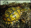 Bella Girl's Shell
