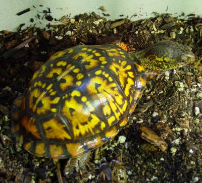 Bella Girl's Shell