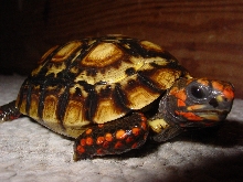 Squeek - The littlest female