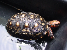 Subadult 3