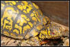 Imo the Eastern Male (fuller shot)