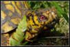 Imo the Eastern Male