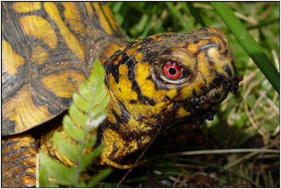 Imo the Eastern Male