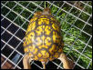 Imo's Beautiful Shell - Eastern Box (M)