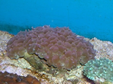 Saltwater - Austin Aquariums