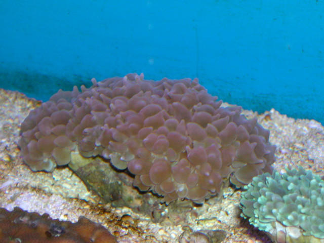 Saltwater - Austin Aquariums