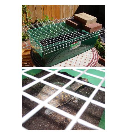 Egg Laying Chamber