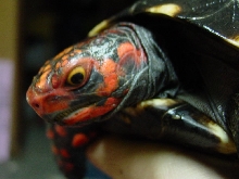Cherryhead yellow eyes