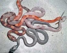 Cubed Cornsnakes comparisons