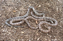 3 color phases of Kisatchie Cornsnakes