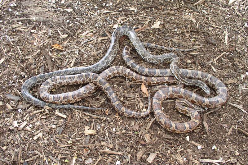3 color phases of Kisatchie Cornsnakes