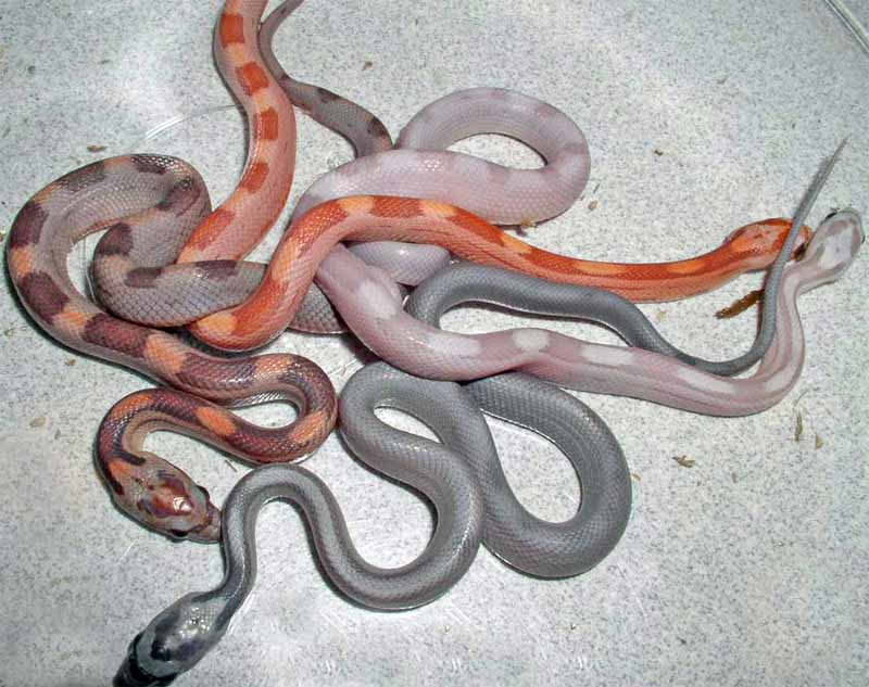 Cubed Cornsnakes comparisons