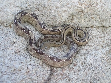 Trans Pecos Ratsnake