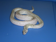 Male axanthic speckled white-sided het hypo bullsnake