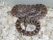 Fort Davis, Texas, Sonoran Gophersnake