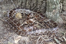 Another Brazos County Cornsnake
