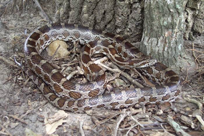 Another Brazos County Cornsnake