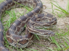 Brazos County, Texas, cornsnake