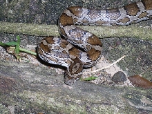 Brazos County, Texas, cornsnake