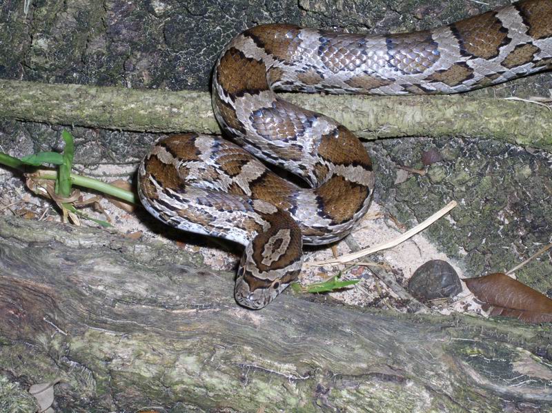 Brazos County, Texas, cornsnake
