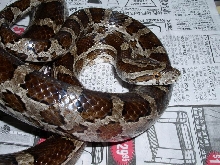 Brazos County, Texas, cornsnake