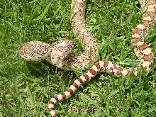 Brewester County, Texas, Sonoran Gophersnake