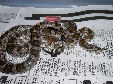 Grimes County, Texas, Kisatchie Cornsnake