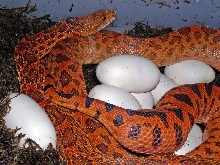 Laying red bullsnake