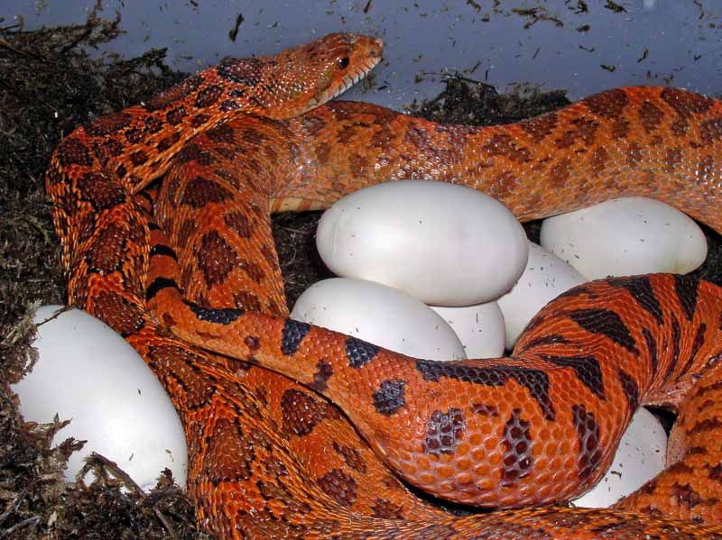 Laying red bullsnake