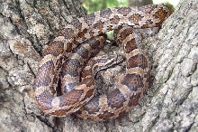 Natchitoches Parish Kisatchie Cornsnake