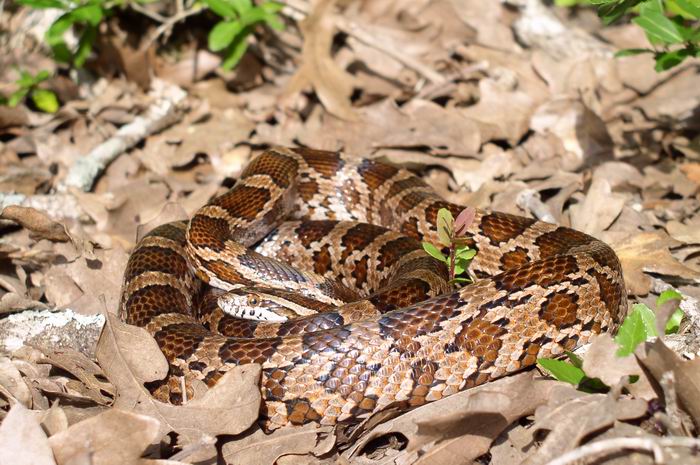 Another Natchitoches Parish Kisatchie Cornsnake