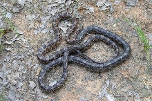 CH Kisatchie cornsnakes