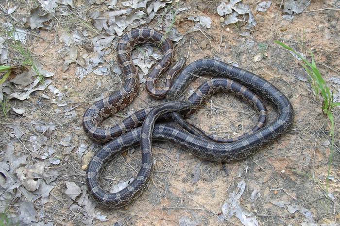 CH Kisatchie cornsnakes