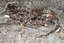 Another Natchitoches Parish Kisatchie Cornsnake