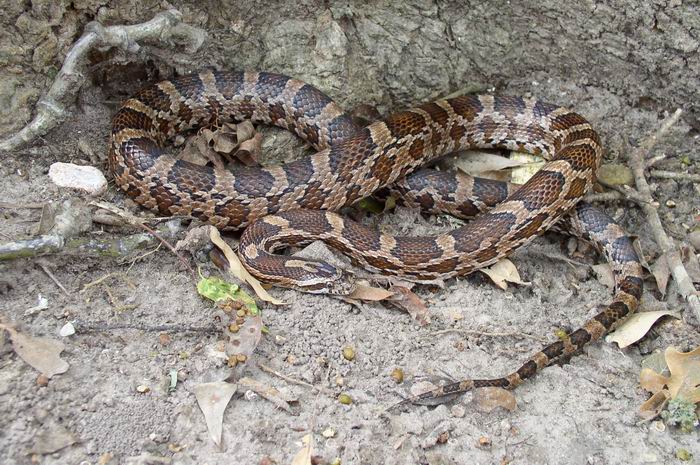 Another Natchitoches Parish Kisatchie Cornsnake