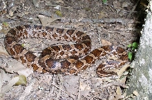 Another Natchitoches Parish Kisatchie Cornsnake