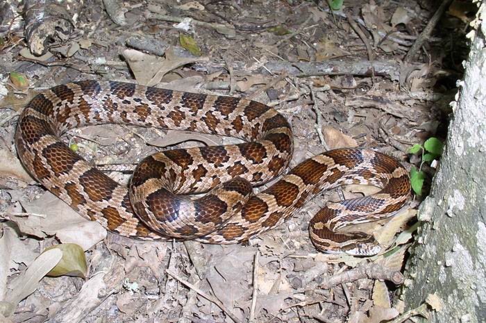 Another Natchitoches Parish Kisatchie Cornsnake
