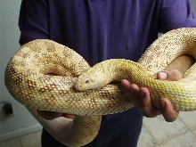 Large albino bullsnake...