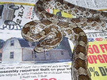 Roberston County, Texas, cornsnake