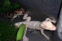 Albino Alligator