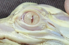Albino Alligator