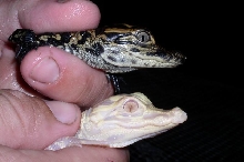 Albino Alligator